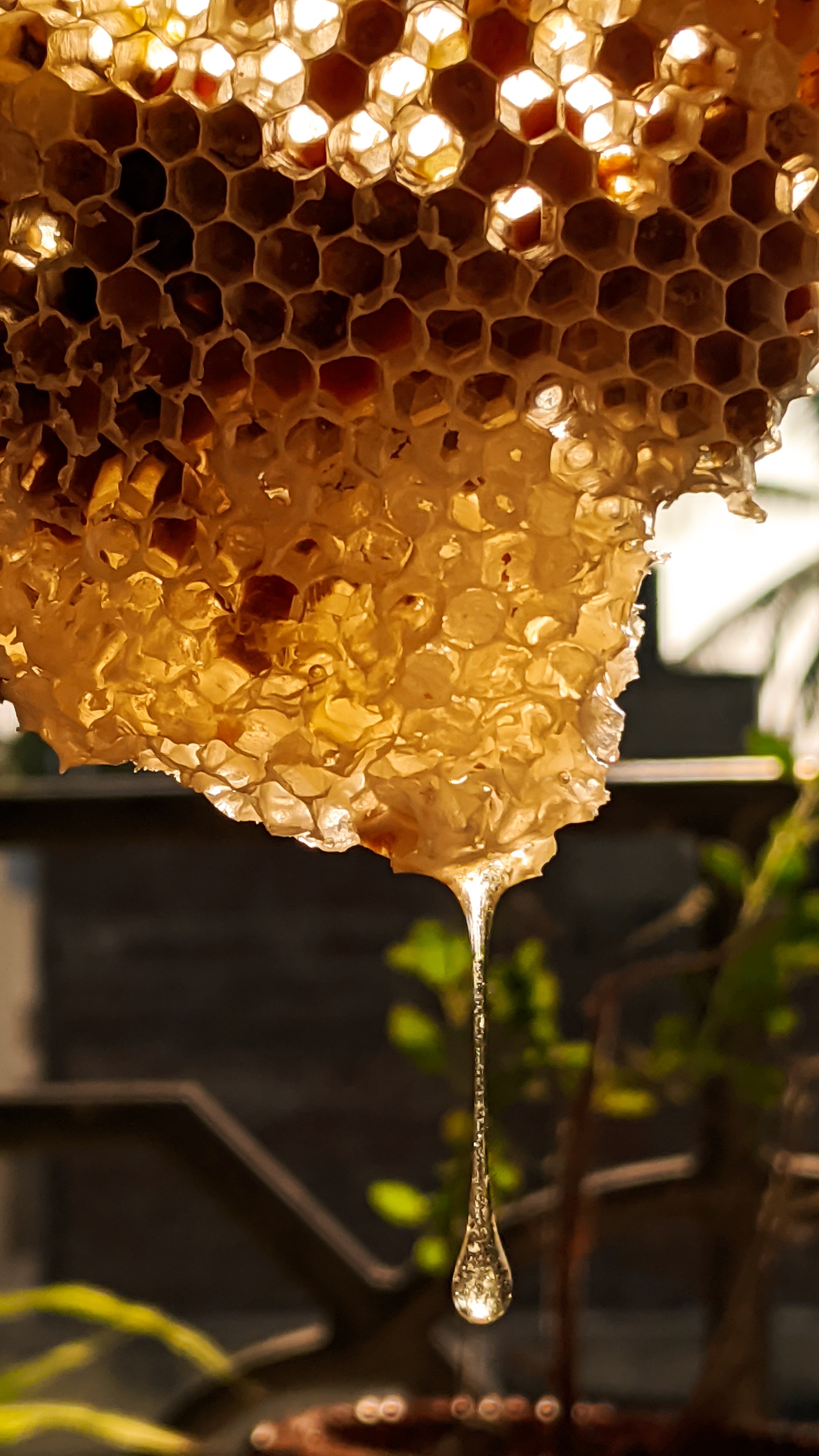 Honey comb