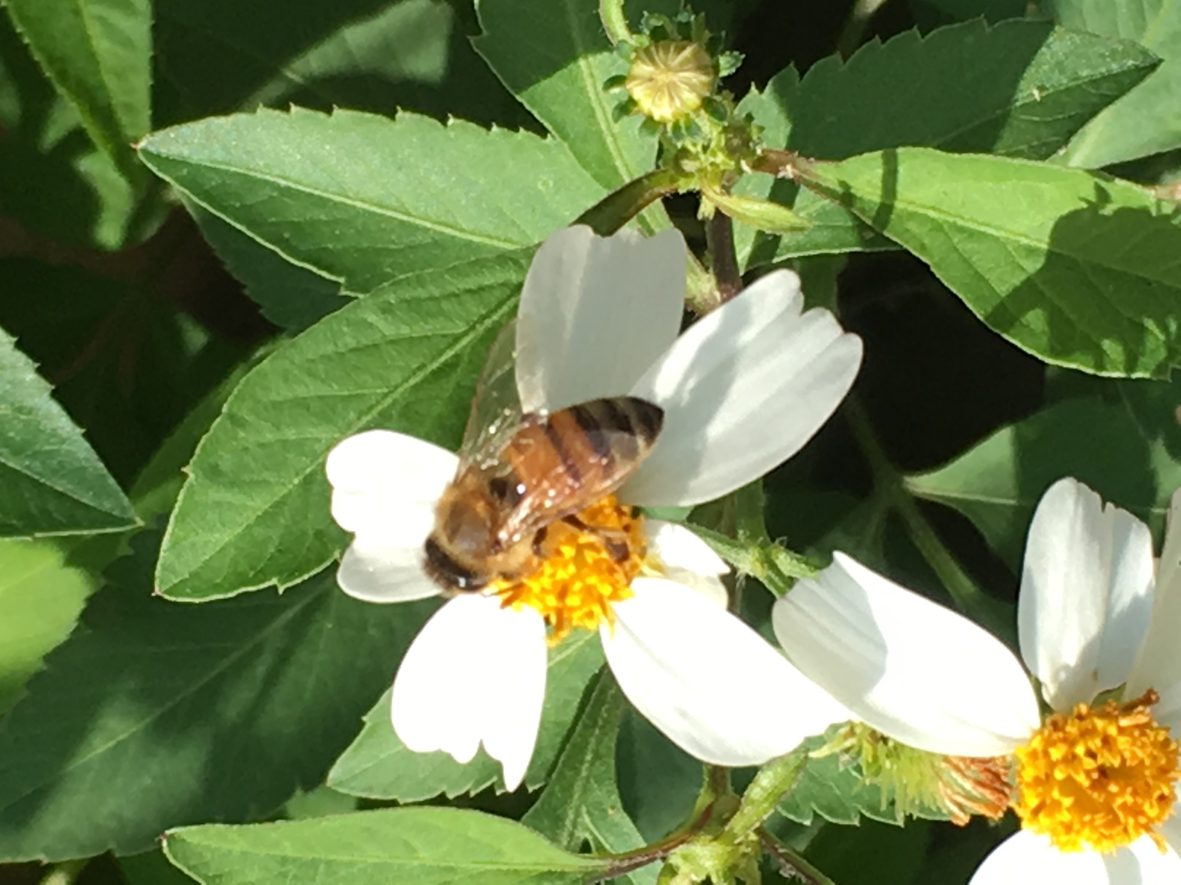 wild honey bee